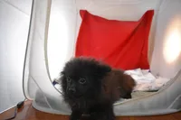 Koal, a female Pomsky for sale in Waterloo, IL – Photo 3 of 5