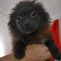 Koal-on sale- inquire, a male Pomsky for sale in Waterloo, IL – Photo 1 of 5