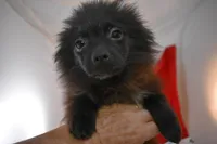 Koal, a female Pomsky for sale in Waterloo, IL – Photo 1 of 5