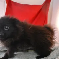 Koal-on sale- inquire, a male Pomsky for sale in Waterloo, IL – Photo 5 of 5