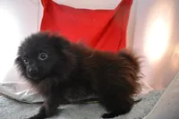 Koal, a female Pomsky for sale in Waterloo, IL – Photo 5 of 5