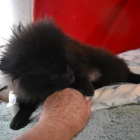 Koal-on sale- inquire, a male Pomsky for sale in Waterloo, IL – Photo 2 of 5