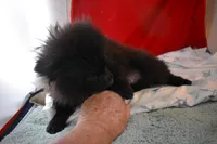 Koal, a female Pomsky for sale in Waterloo, IL – Photo 2 of 5