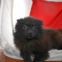 Koal-on sale- inquire, a male Pomsky for sale in Waterloo, IL – Photo 4 of 5