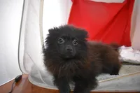 Koal, a female Pomsky for sale in Waterloo, IL – Photo 4 of 5