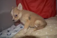 Elvis, a male Pomsky for sale in Waterloo, IL – 2 of 7