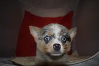 Gucci, a female Pomsky for sale in Waterloo, IL – 3 of 6
