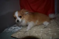 Kujo, a male Pomeranian for sale in Waterloo, IL – 5 of 7