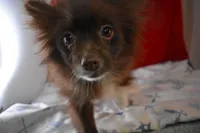 Mabel, a female Pomsky for sale in Waterloo, IL – Photo 5 of 6