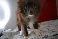 Mabel, a female Pomsky for sale in Waterloo, IL – Photo 1 of 6