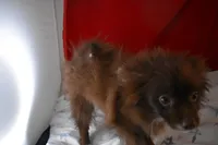 Mabel, a female Pomsky for sale in Waterloo, IL – Photo 6 of 6