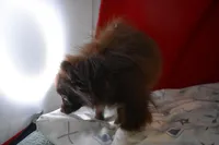 Mabel, a female Pomsky for sale in Waterloo, IL – Photo 3 of 6