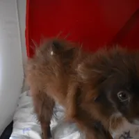 Beanz---PPU, a female Pomsky for sale in Waterloo, IL – Photo 3 of 4