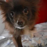 Beanz---PPU, a female Pomsky for sale in Waterloo, IL – Photo 1 of 4