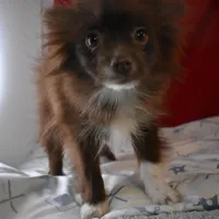 Beanz---PPU, a female Pomsky for sale in Waterloo, IL – Photo 4 of 4