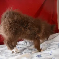 Beanz---PPU, a female Pomsky for sale in Waterloo, IL – Photo 2 of 4