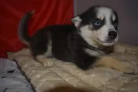 Abby, a female Pomsky for sale in Waterloo, IL – 5 of 6