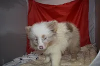 Floof, a female Pomsky for sale in Waterloo, IL – 3 of 6