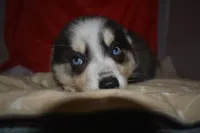 Abby, a female Pomsky for sale in Waterloo, IL – 6 of 6
