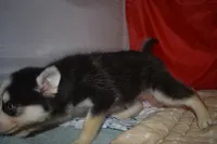 Abby, a female Pomsky for sale in Waterloo, IL – 2 of 6