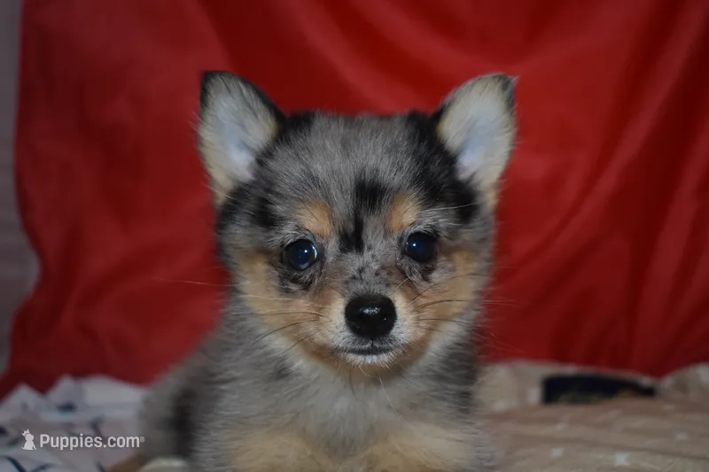 Priscilla (Prissy) – Pomsky puppy for sale in Waterloo, IL
