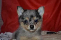 Priscilla (Prissy), a female Pomsky for sale in Waterloo, IL – 1 of 6