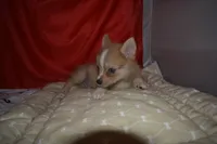 Elvis, a male Pomsky for sale in Waterloo, IL – 4 of 7