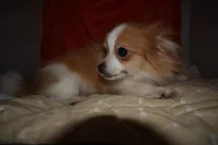 Kujo, a male Pomeranian for sale in Waterloo, IL – 7 of 7