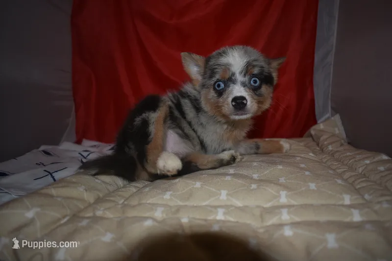 Gucci – Pomsky puppy for sale in Waterloo, IL