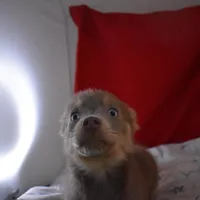 BittyBear-on sale-inquire, a male Pomsky for sale in Waterloo, IL – Photo 4 of 5