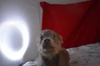 BittyBear, a male Pomsky for sale in Waterloo, IL – Photo 4 of 5