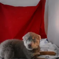 BittyBear-on sale-inquire, a male Pomsky for sale in Waterloo, IL – Photo 5 of 5