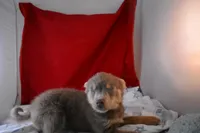 BittyBear, a male Pomsky for sale in Waterloo, IL – Photo 5 of 5