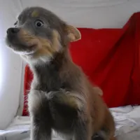 BittyBear-on sale-inquire, a male Pomsky for sale in Waterloo, IL – Photo 3 of 5