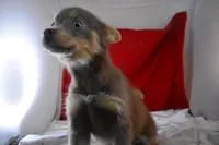 BittyBear, a male Pomsky for sale in Waterloo, IL – Photo 3 of 5