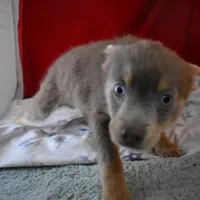 BittyBear-on sale-inquire, a male Pomsky for sale in Waterloo, IL – Photo 2 of 5