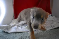 BittyBear, a male Pomsky for sale in Waterloo, IL – Photo 2 of 5