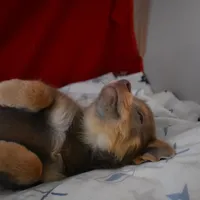 BittyBear-on sale-inquire, a male Pomsky for sale in Waterloo, IL – Photo 1 of 5