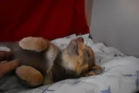 BittyBear, a male Pomsky for sale in Waterloo, IL – Photo 1 of 5