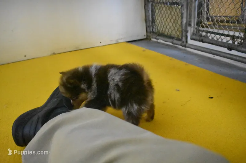 Ringo – Pomeranian puppy for sale in Waterloo, IL