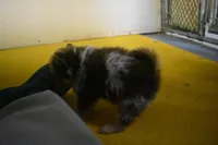 Ringo, a male Pomeranian for sale in Waterloo, IL – Photo 2 of 4