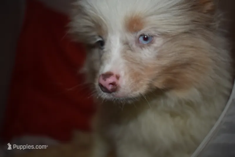 Floof – Pomsky puppy for sale in Waterloo, IL