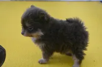 Kola, a male Pomeranian for sale in Waterloo, IL – Photo 4 of 4