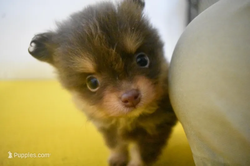 Kola – Pomeranian puppy for sale in Waterloo, IL