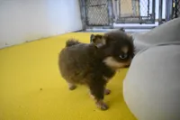 Kola, a male Pomeranian for sale in Waterloo, IL – Photo 2 of 4