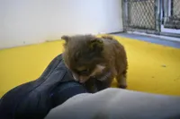 Kola, a male Pomeranian for sale in Waterloo, IL – Photo 3 of 4