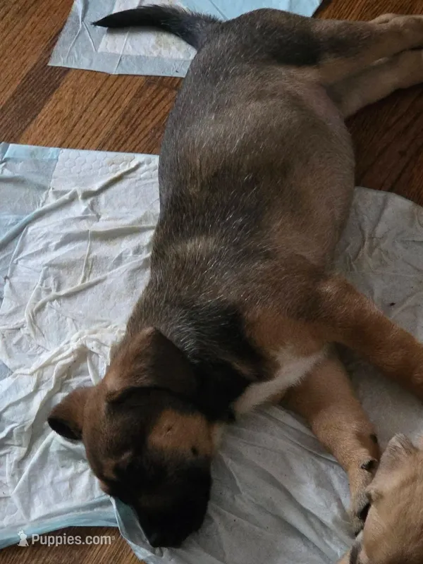 Don't have name, a male German Shepherd Dog and American Pit Bull Terrier for sale in Birmingham, AL – Photo 1 of 1