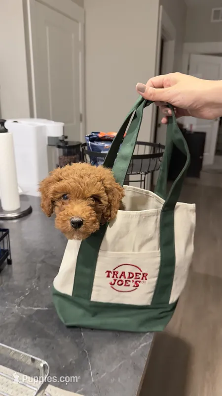 Ollie – Cavapoo puppy for sale in Holland, MI