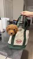 Ollie, a male Cavapoo for sale in Holland, MI – 1 of 7