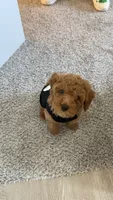 Ollie, a male Cavapoo for sale in Holland, MI – 6 of 7